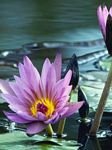 pic for Water Lily